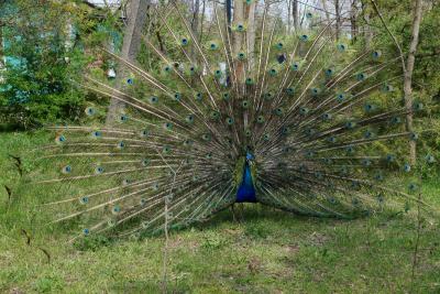 Прикрепленное изображение: A58-2 DSC00386.JPG